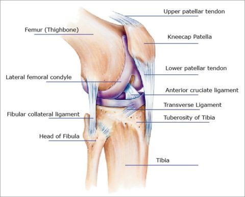 Анатомическое строение коленного сустава человека 111
