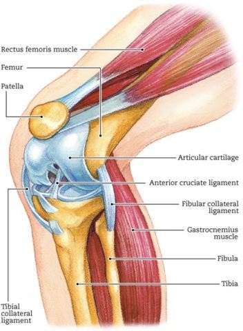 Анатомическое строение коленного сустава человека 164