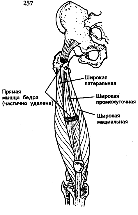 Биомеханика коленного сустава человека 190