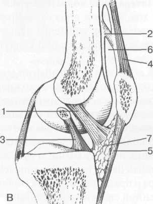 Гиалиновый хрящ коленного сустава норма толщина 181