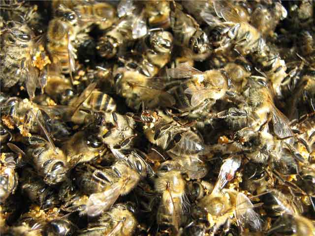 Как пчелами лечить суставы? 132