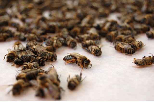Как пчелами лечить суставы? 177