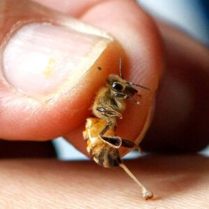 Как пчелами лечить суставы? 142