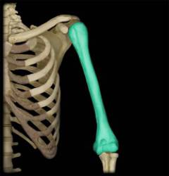 Какие суставы фиксируются при переломе плеча? 80