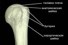 Какие суставы фиксируются при переломе плеча? 183