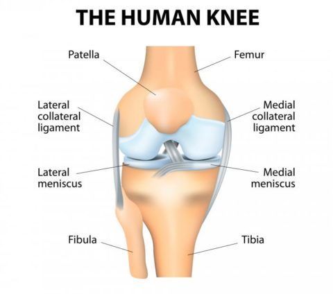 Какие связки есть в коленном суставе? 8