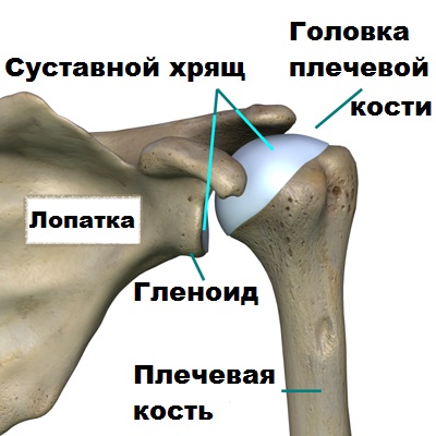 Клиника плечевого сустава 17