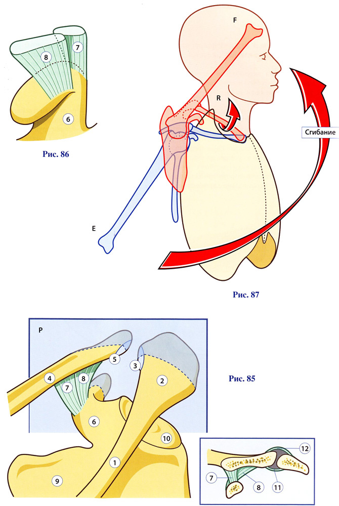 Ключично акромиальный сустав анатомия 86