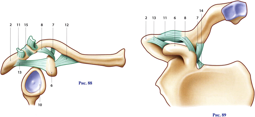 Ключично акромиальный сустав анатомия 169