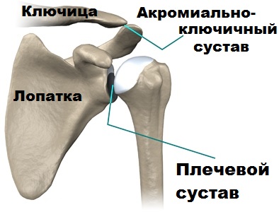 Ключично акромиальный сустав анатомия 130