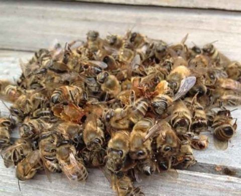 Лечение пчелами суставов 158