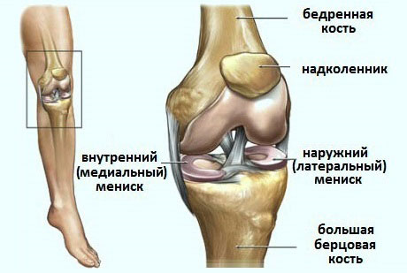 Мениск и связки коленного сустава 153
