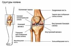 Мениски коленного сустава анатомия 157