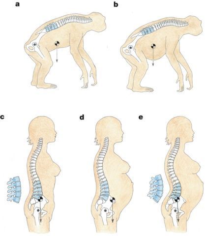 Мышцы тазобедренного сустава человека 49