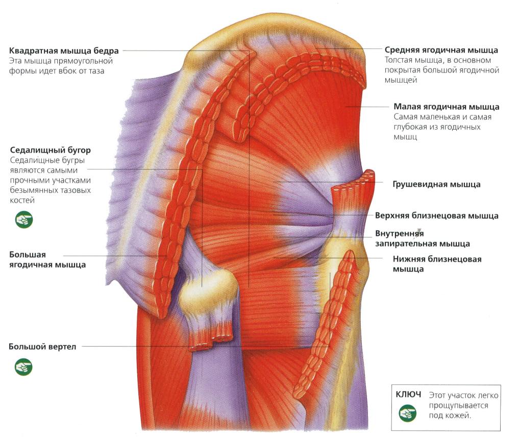 Мышцы тазобедренного сустава человека 16