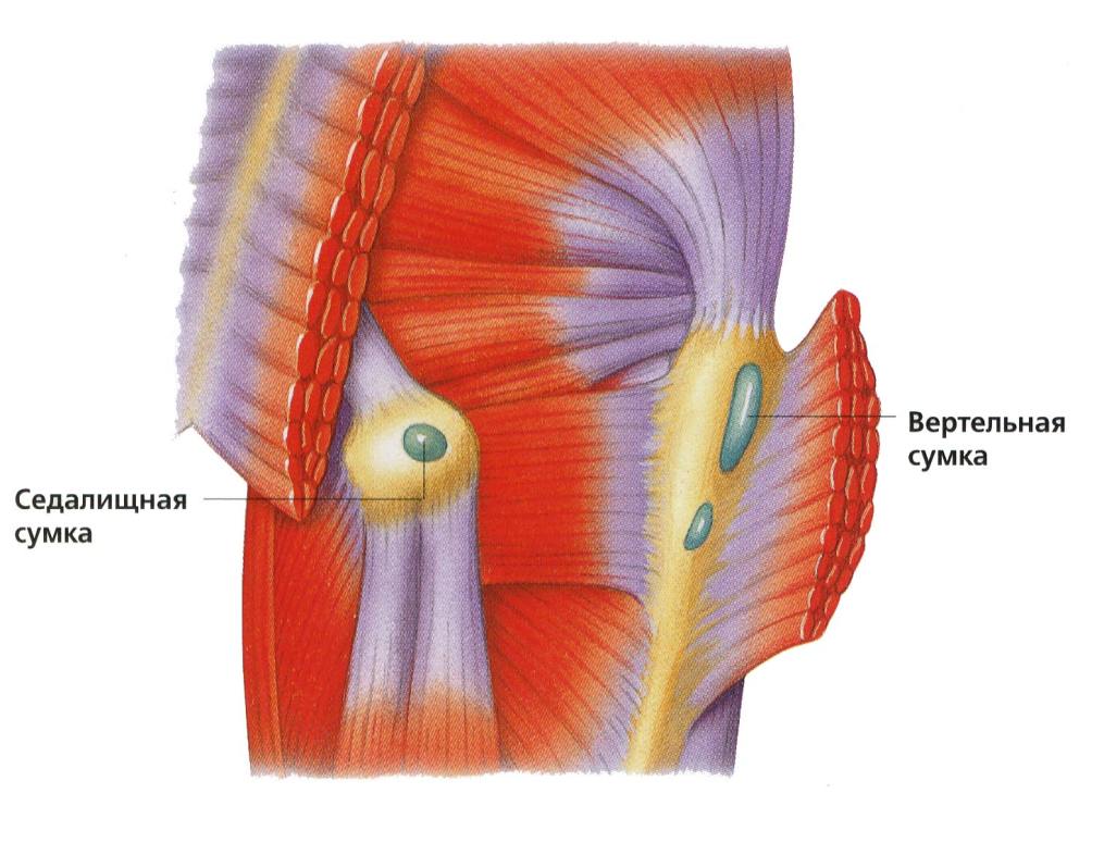 Мышцы тазобедренного сустава человека 180