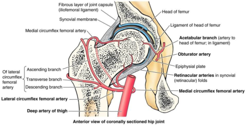 Мышцы тазобедренного сустава человека 66