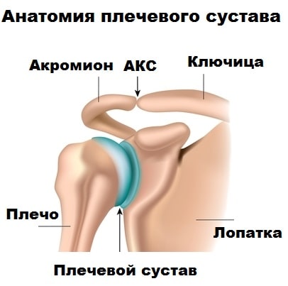 Надостная мышца плечевого сустава 47