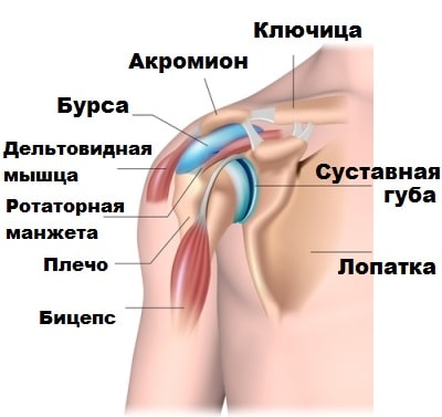 Надостная мышца плечевого сустава 68