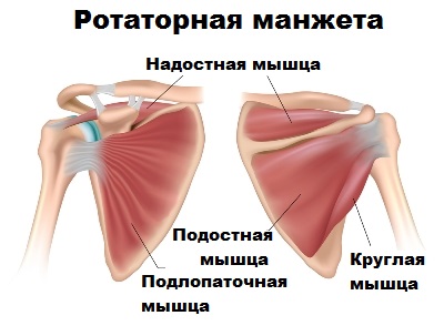 Надостная мышца плечевого сустава 147