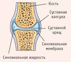 Особенности строения сустава делают его прочным 84