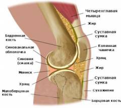 Особенности строения сустава делают его прочным 87