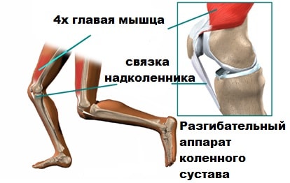 Подвижность коленного сустава 38
