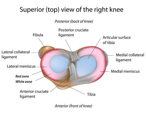 Схема коленного сустава человека 139