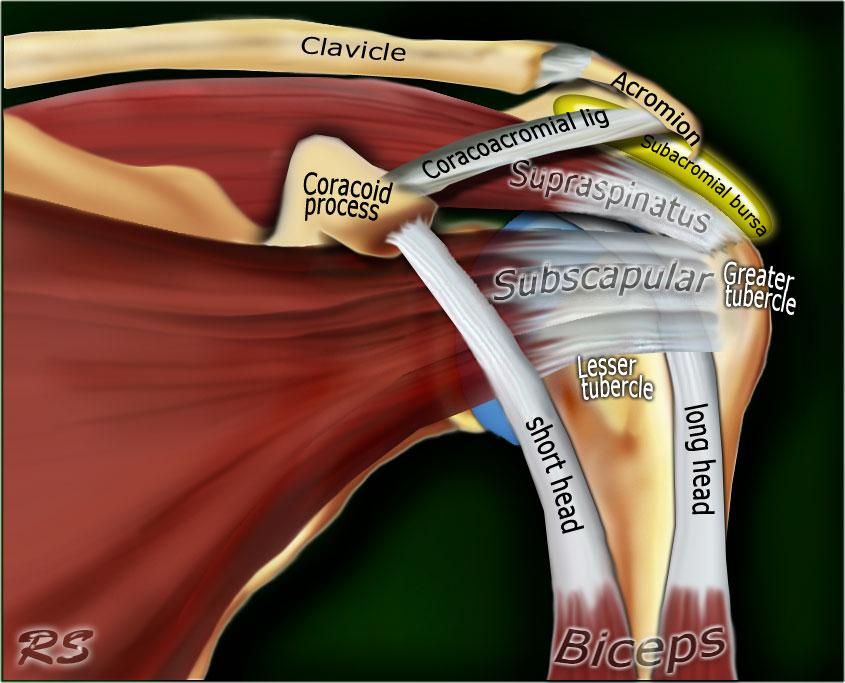 Схема плечевого сустава 95