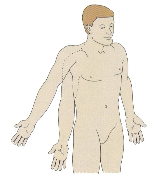 Схема плечевого сустава 85