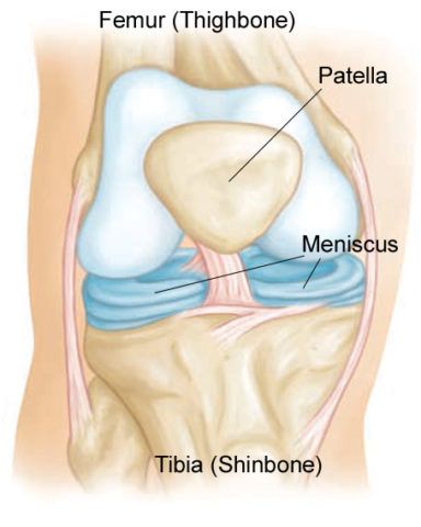 Строение мениска коленного сустава человека 60