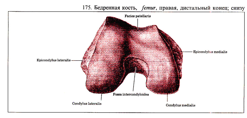 Ультразвуковая анатомия коленного сустава 156