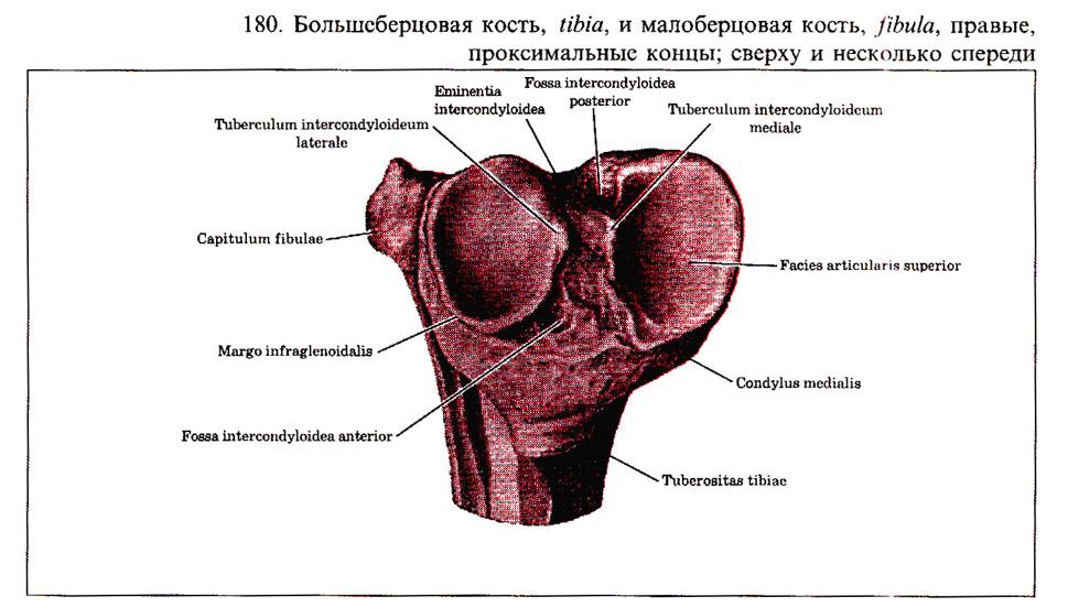 Ультразвуковая анатомия коленного сустава 128