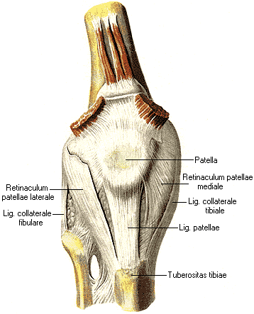 Ультразвуковая анатомия коленного сустава 85
