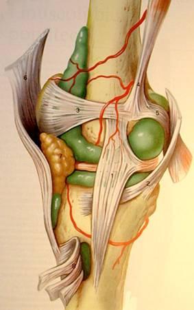 Ультразвуковая анатомия коленного сустава 193