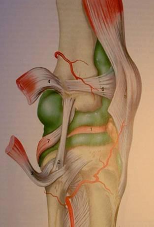 Ультразвуковая анатомия коленного сустава 10